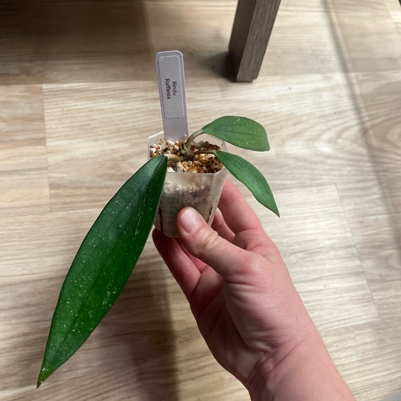 Hoya Rindu Rafflesia - Picture 6 of 7